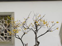 -杭州植物园