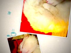 -Babycat私家御饼屋(龙头路一店)