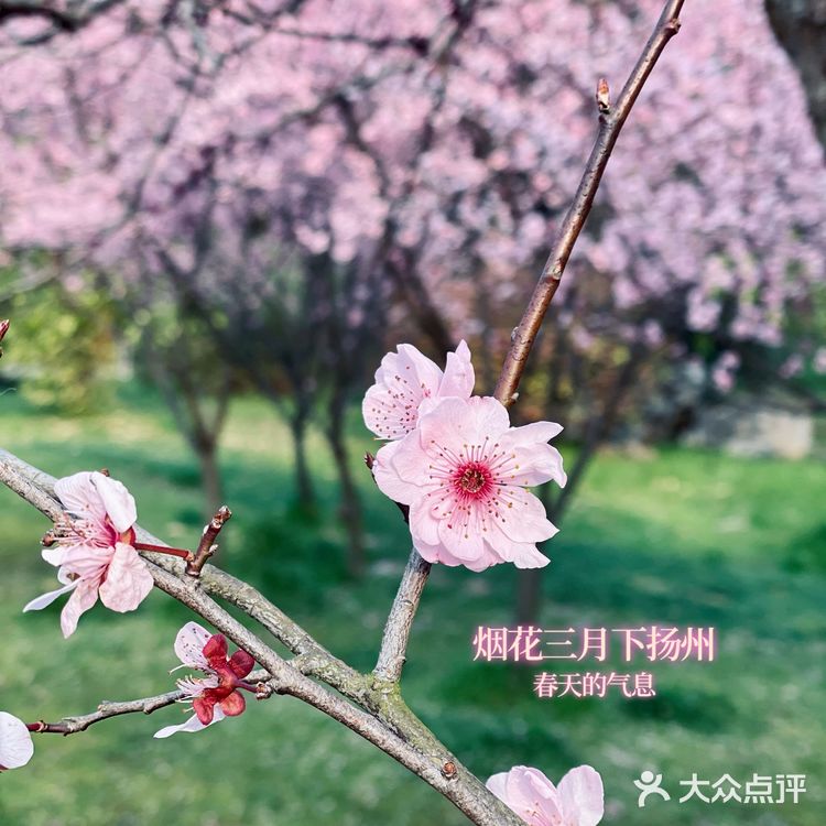 扬州瘦西湖最佳摄影机位看这里❗️❗️