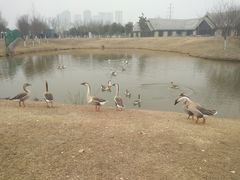 -西安浐灞国家湿地公园