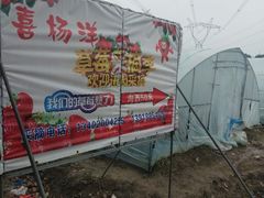 -喜杨洋草莓采摘园