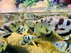 -迪拜水族馆及水下动物园