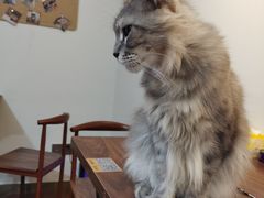 -楼上猫咖(罗湖店)