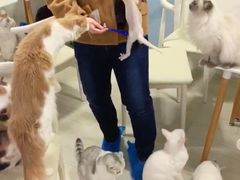 -喵的天空名猫咖啡馆·撸猫·猫舍·用品