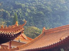 -深圳仙湖植物园