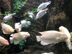 -富国岛珍珠游乐园