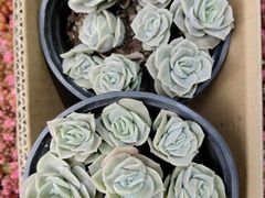 -桂林市花鸟市场