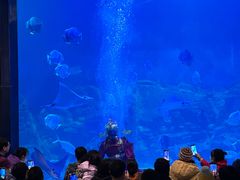 -烟台海昌鲸鲨海洋公园