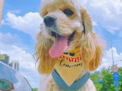-萌宠之家·腊肠犬·马尔泰·小体犬舍