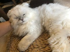 -猫猫幼稚园·撸猫·桌游·电玩