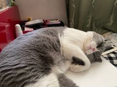 -宠颐生宠物医院·心肾内科·猫专科诊疗中心宠巢店