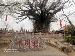-大槐树寻根祭祖园