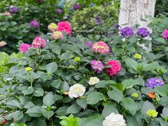 -常州古运河南大街文化旅游区-人民公园