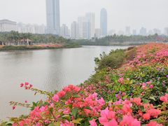 -万绿园