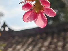 -三苏祠