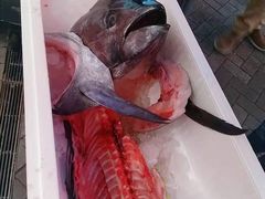-大起水产回转寿司(道顿堀店)