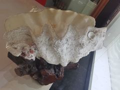 -青岛贝壳博物馆