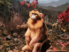 -陕西自然博物馆