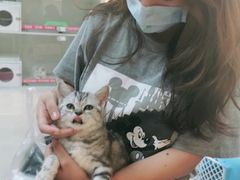 -lincat·猫舍(广州店)