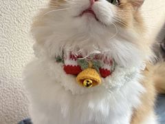 -Bastet sally猫舍购宠(静安店)