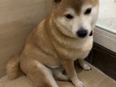 -是阿柴呀！柴犬咖啡·爱喵喵猫咖