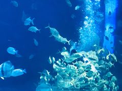 -华夏文旅海洋公园