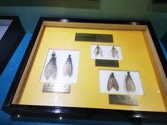 -上海昆虫博物馆