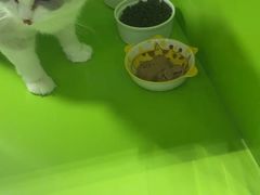 -唐小姐の猫狗洗护·购宠旗舰店(周浦万达店)