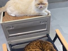 -Heymao猫咖.咖啡厅(东门店)