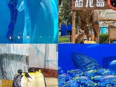 -海合安武汉极地海洋公园