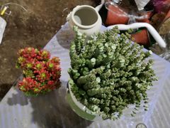 -金科花卉市场