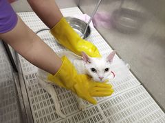 -北京观赏动物医院·24小时大型综合·猫专科·异宠专科