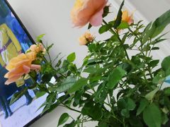 -金科花卉市场