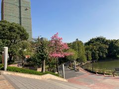 -王借岗森林公园