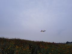 -空港花田景区