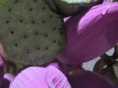 -二仙居商业街