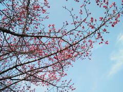 -三圣花乡旅游区