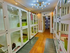 -青奢宠物·青奢猫舍