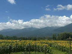 -永定河休闲森林公园