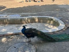 -苏州太湖西山岛开心农场