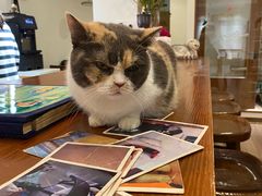 -有猫主题·治愈系猫咖(曾厝垵店)