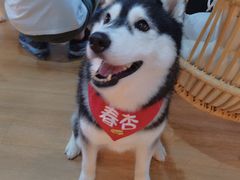-Husky Go! 哈士奇体验馆·宠物咖啡厅狗咖