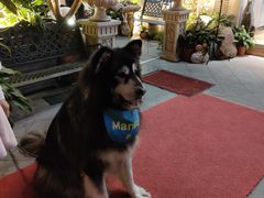 -more than meow吴止猫主题餐厅(承德 中船汇店)