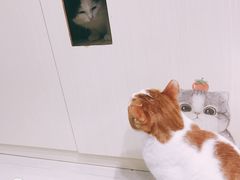 -猫亿天猫咖