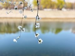 -桃花堤公园