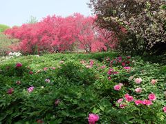 -洛阳市隋唐城遗址植物园