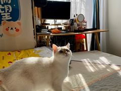 -屋虎猫馆(宝安大仟里店)