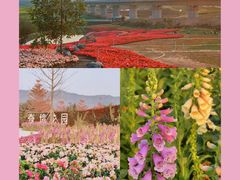 -光明小镇欢乐田园