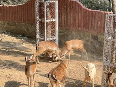 -石家庄市动物园