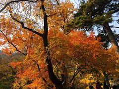 -北京上方山国家森林公园